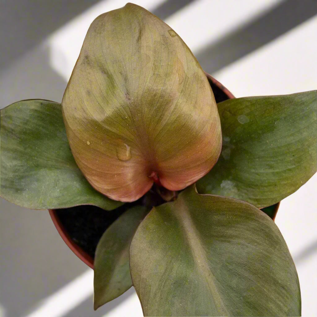 The Philodendron Red Heart is a vibrant tropical plant known for its striking red leaves that mature into deep green. Its compact growth and heart-shaped foliage make it ideal for desks, shelves, or smaller spaces. Thriving in bright, indirect light, it’s low-maintenance yet eye-catching, perfect for beginners and collectors alike.