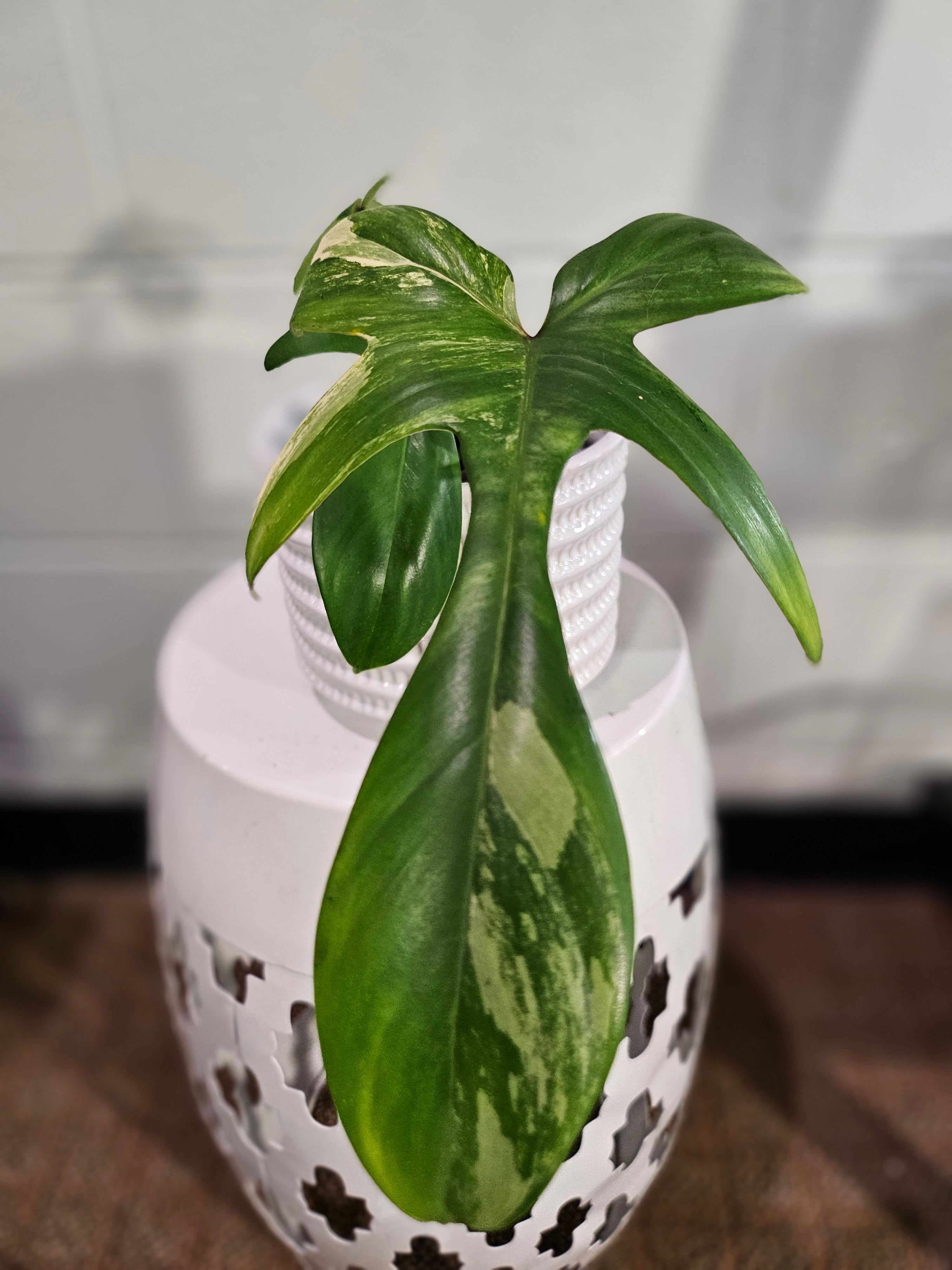 Philodendron Florida Beauty Variegated 2.5" Rare Plant