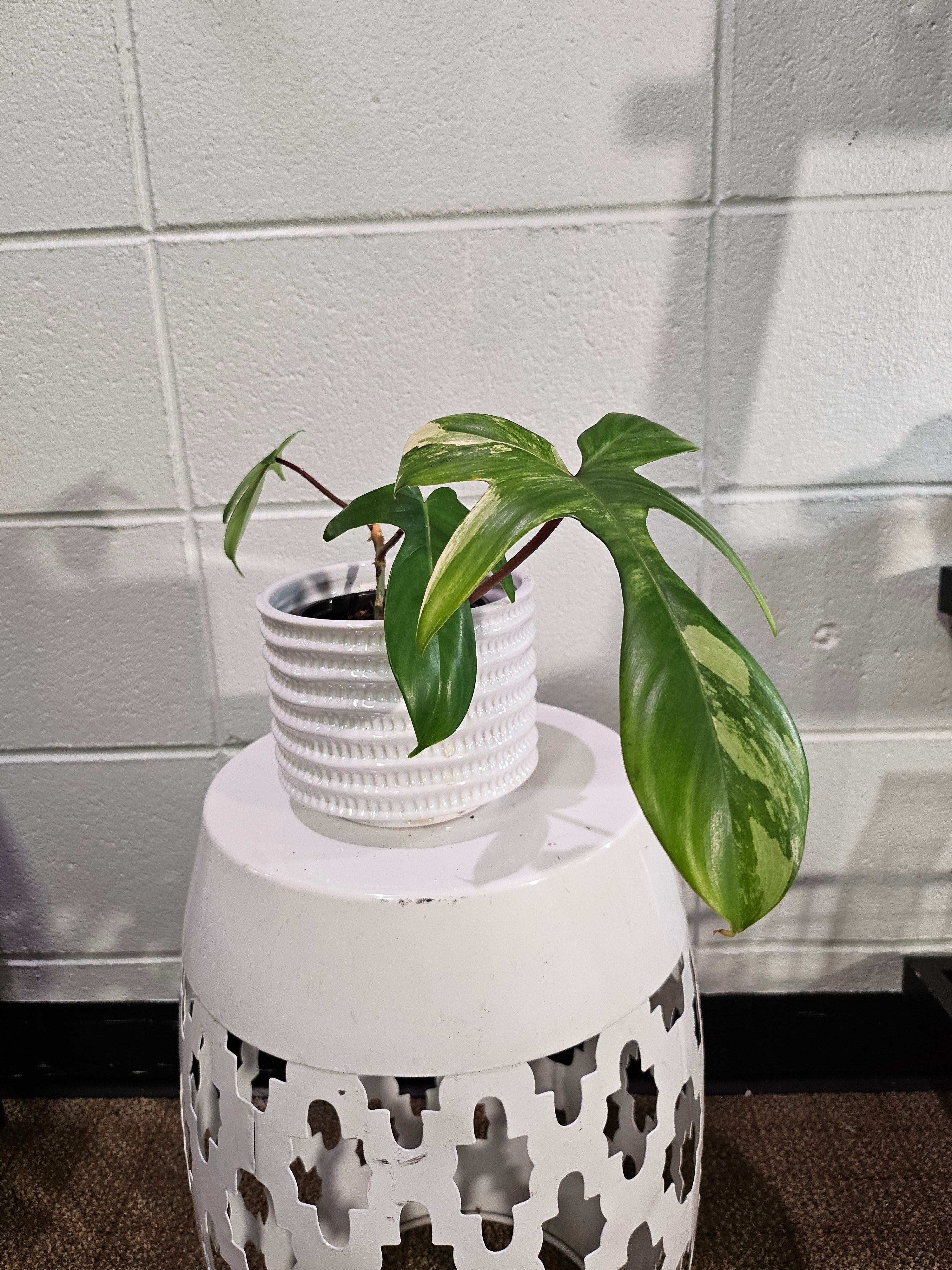 Philodendron Florida Beauty Variegated 2.5" Rare Plant