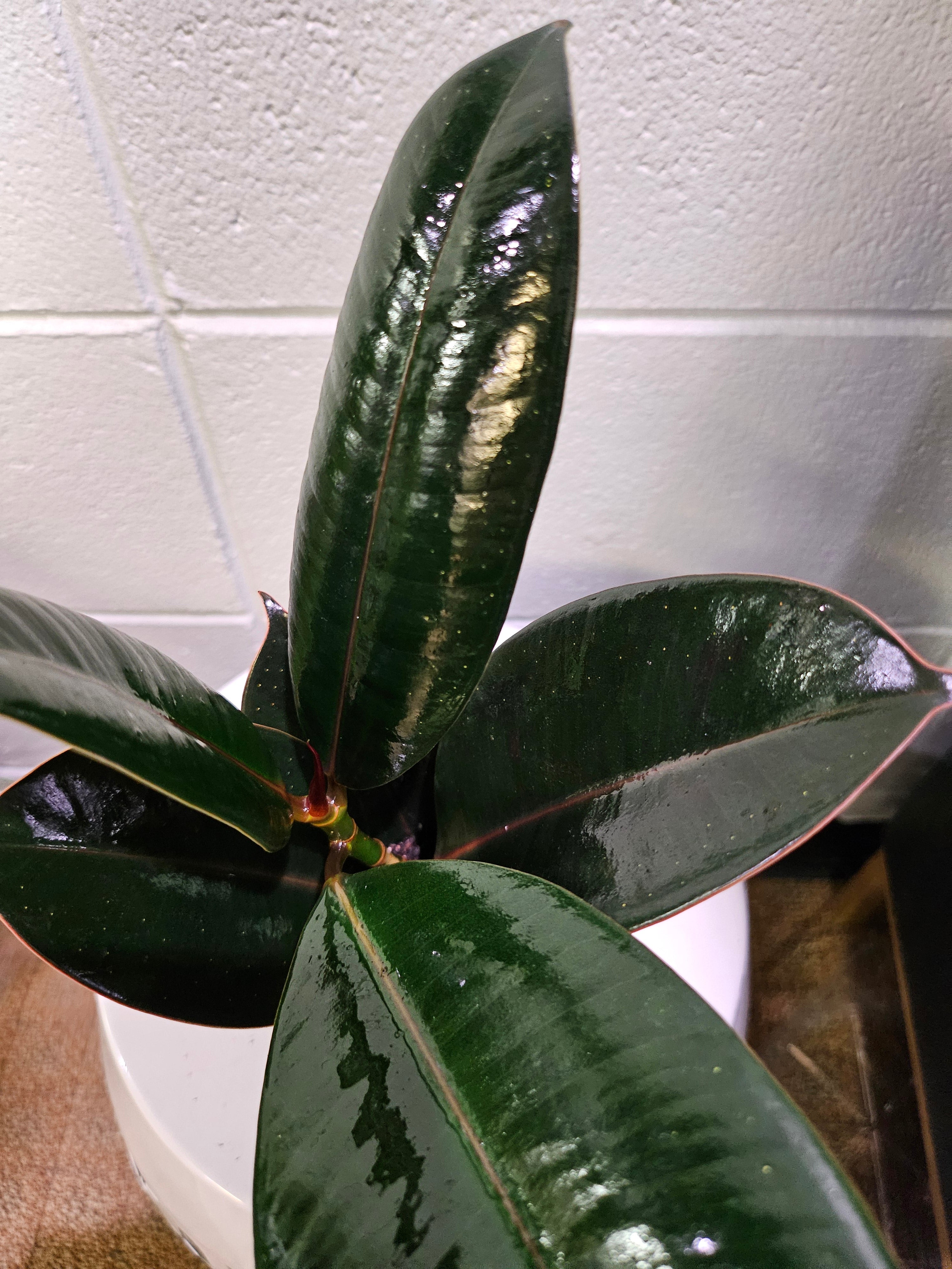Rubber Tree 4" Plant (Ficus Elastica)