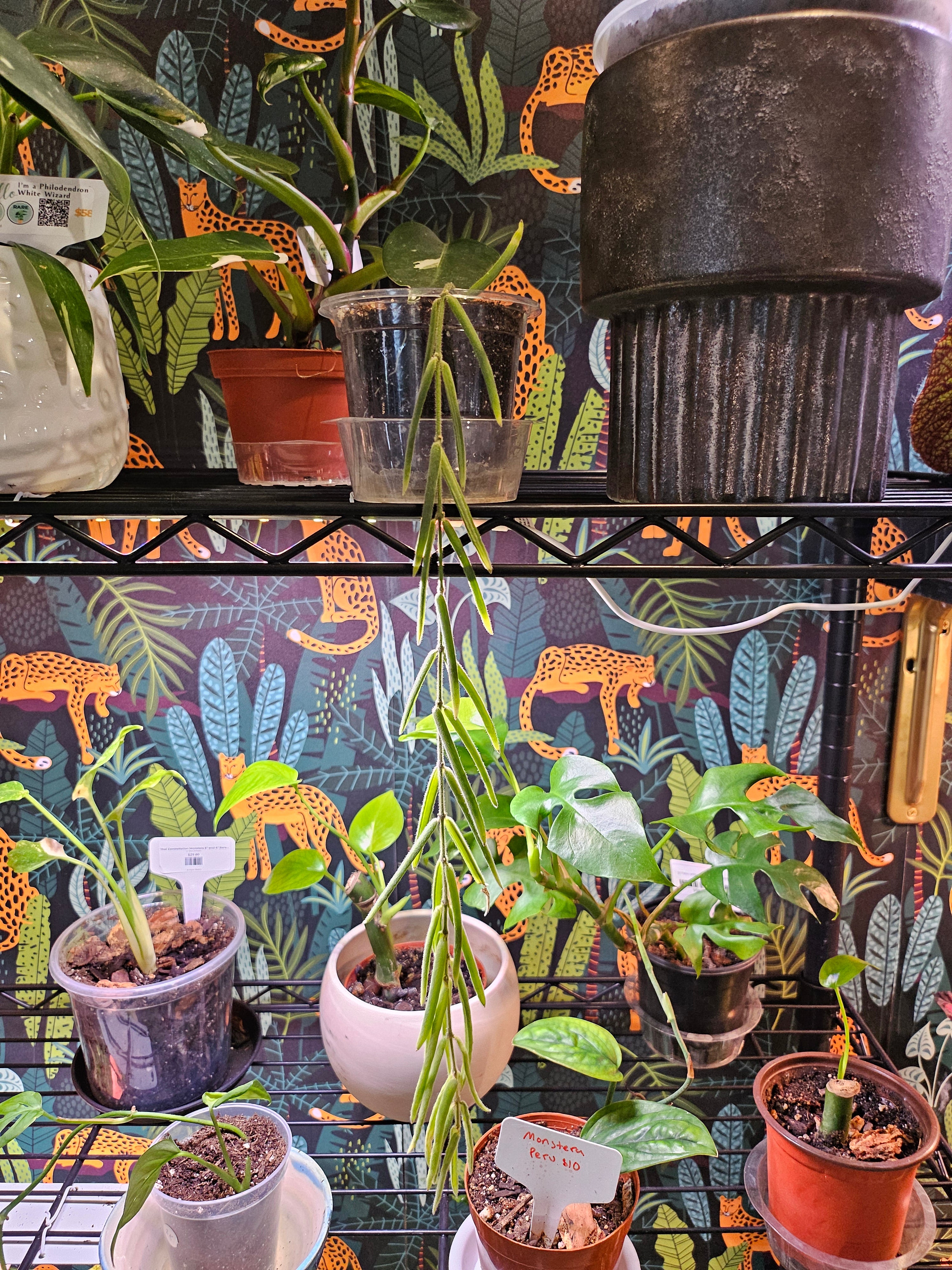 Needle Leaf Hoya / String Bean Hoya (Hoya linearis) Rare Plant