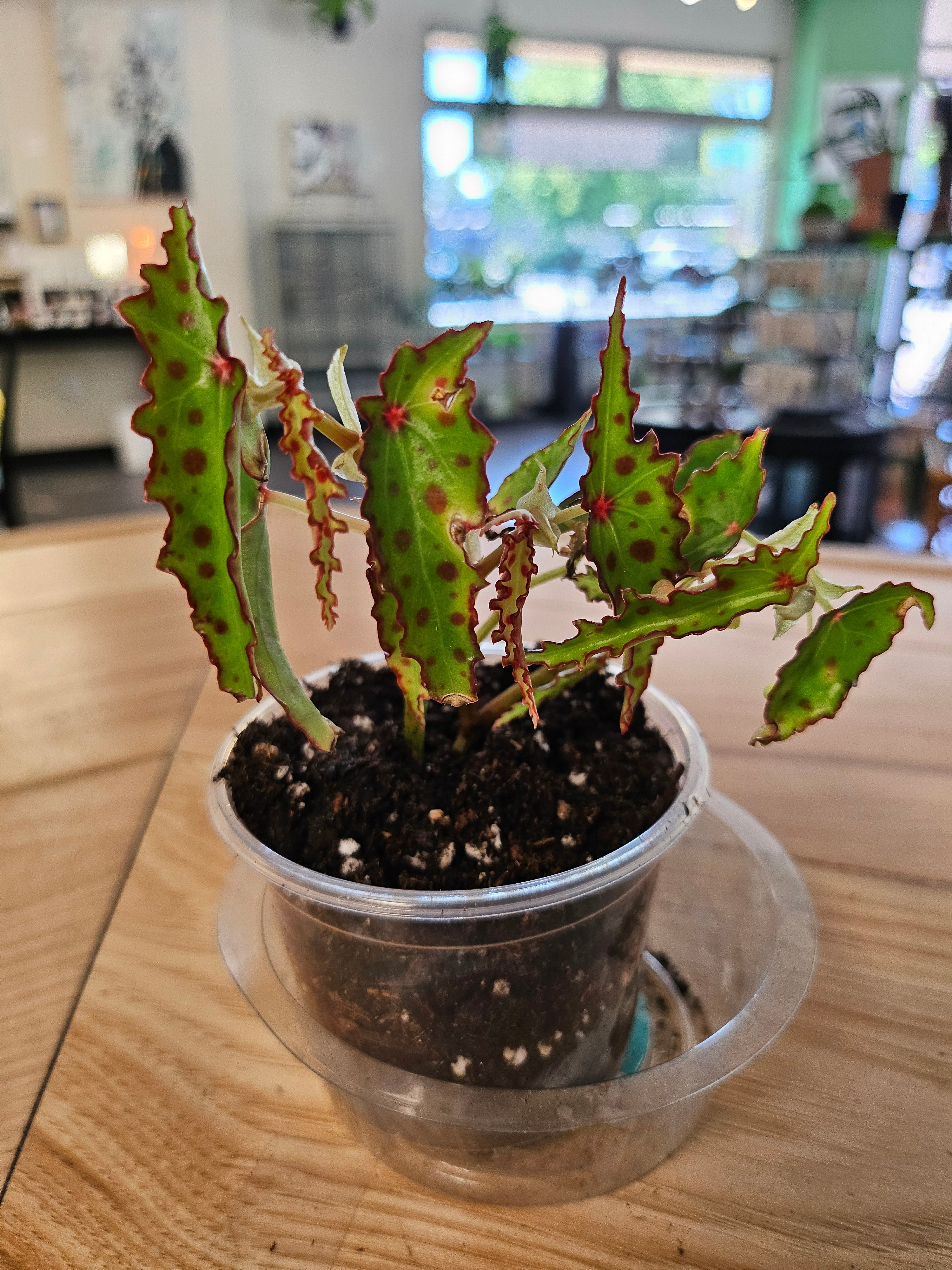 Begonia amphioxus / Polka-Dot Begonia 4" Plant