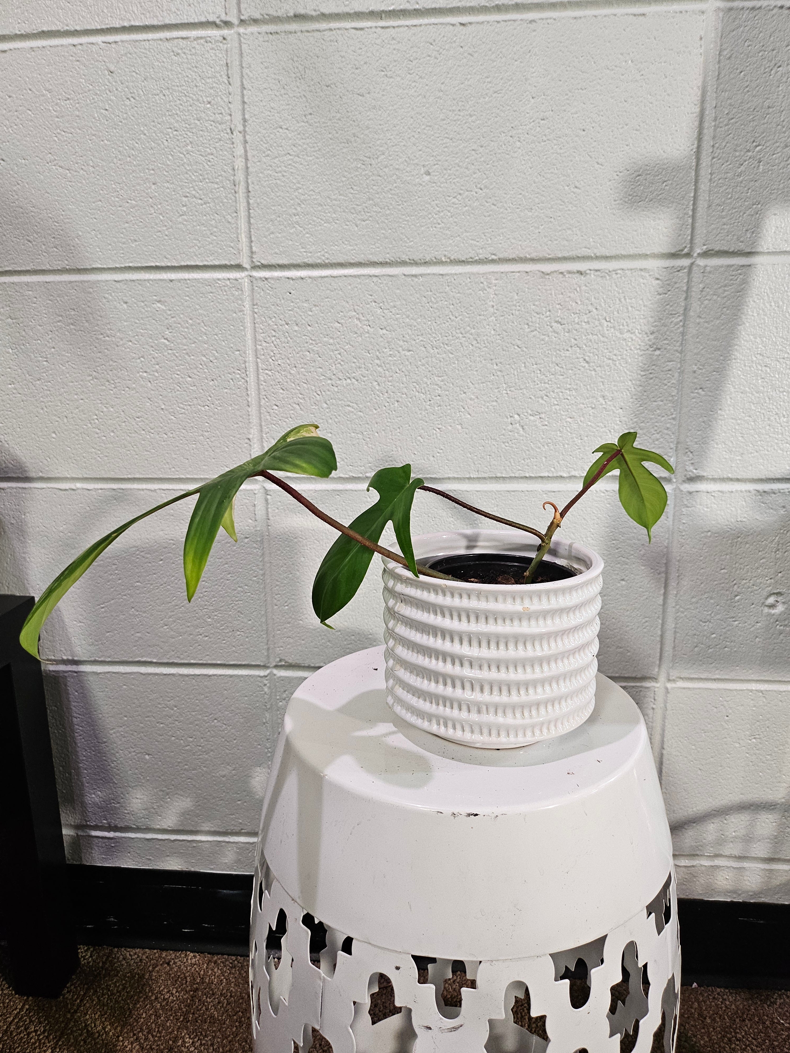 Philodendron Florida Beauty Variegated 2.5" Rare Plant