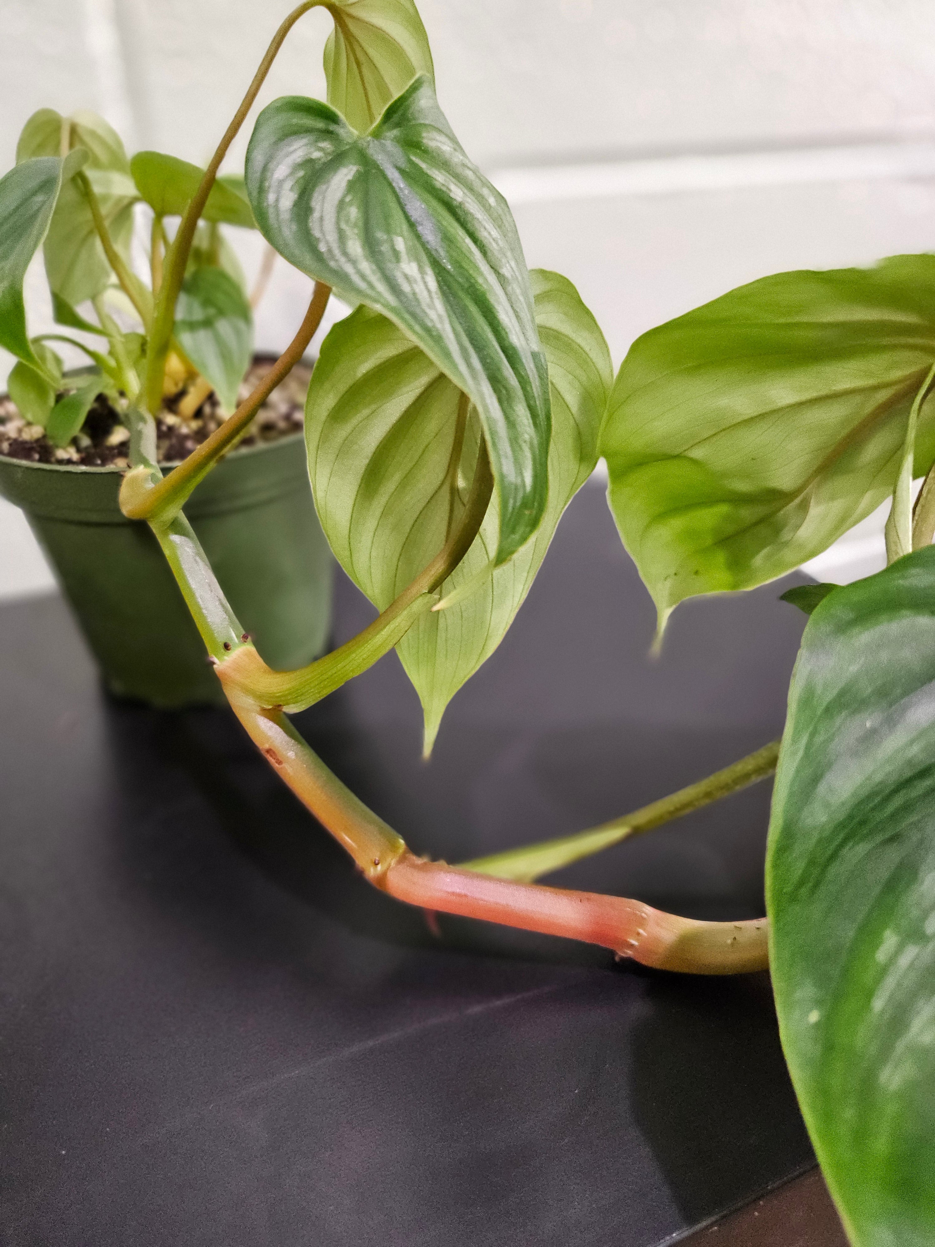 Philodendron Plowmani Rare 4" Plant