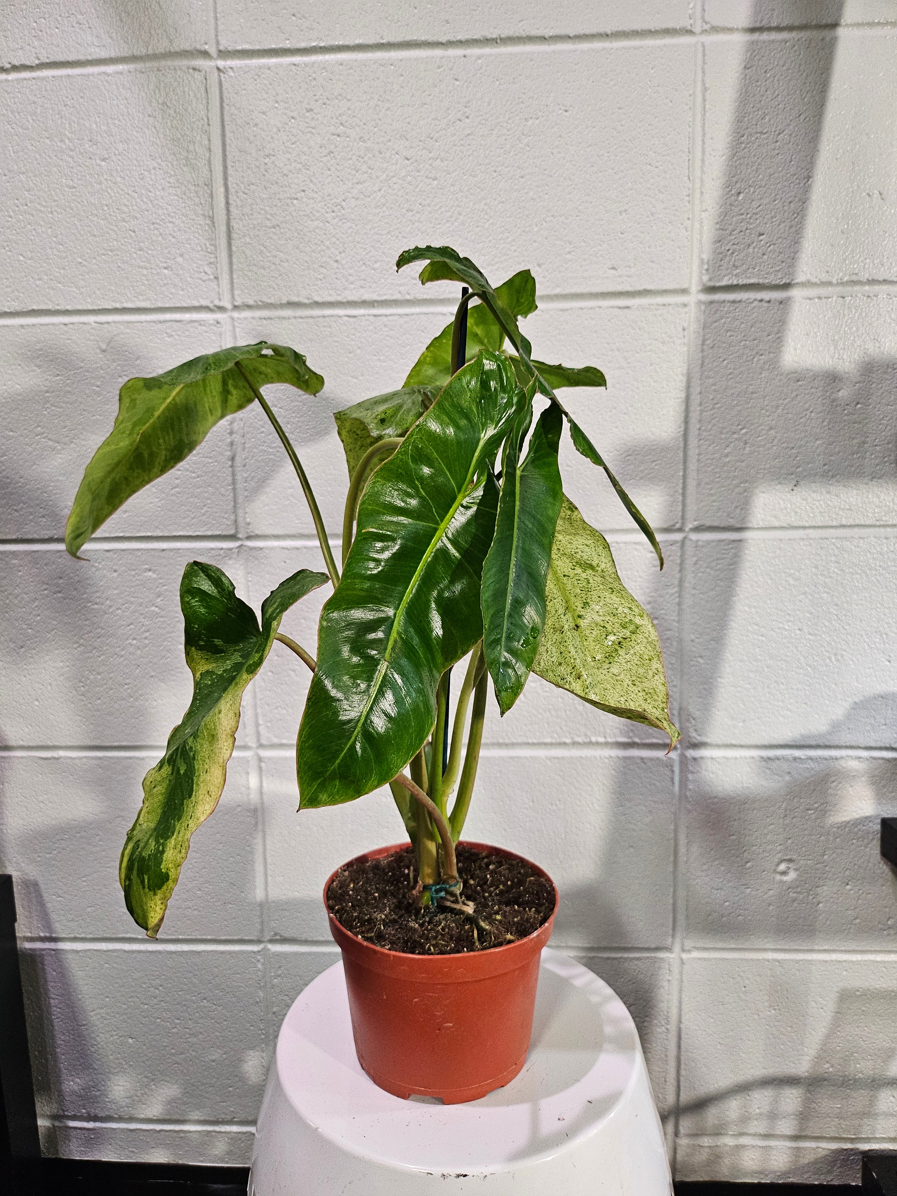 Philodendron Paraiso Verde Rare 6" and 3" Plants