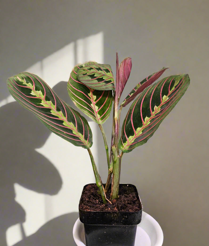 The Red Prayer Plant (Maranta leuconeura) features striking red-veined leaves that fold at night like hands in prayer. This pet-safe, trailing plant thrives in medium to bright indirect light and adapts to low light. Ideal for hanging baskets, it adds vibrant color and charm to any home while being low maintenance.