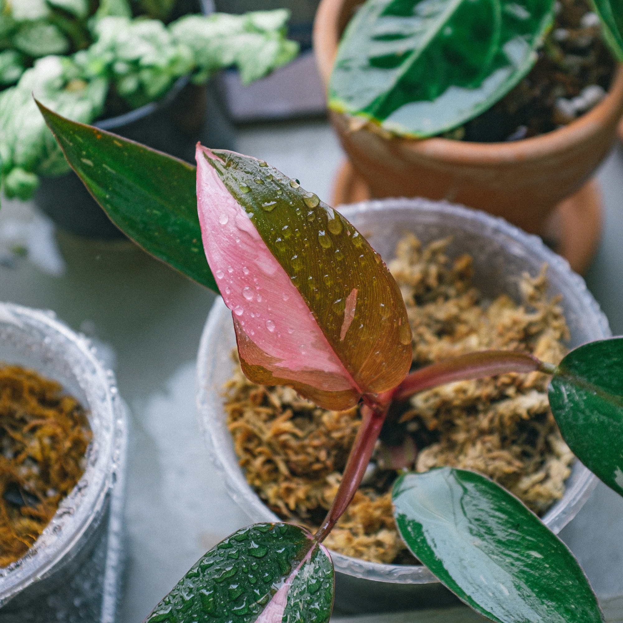 Regal and Royal Rare Philodendron Care Guide