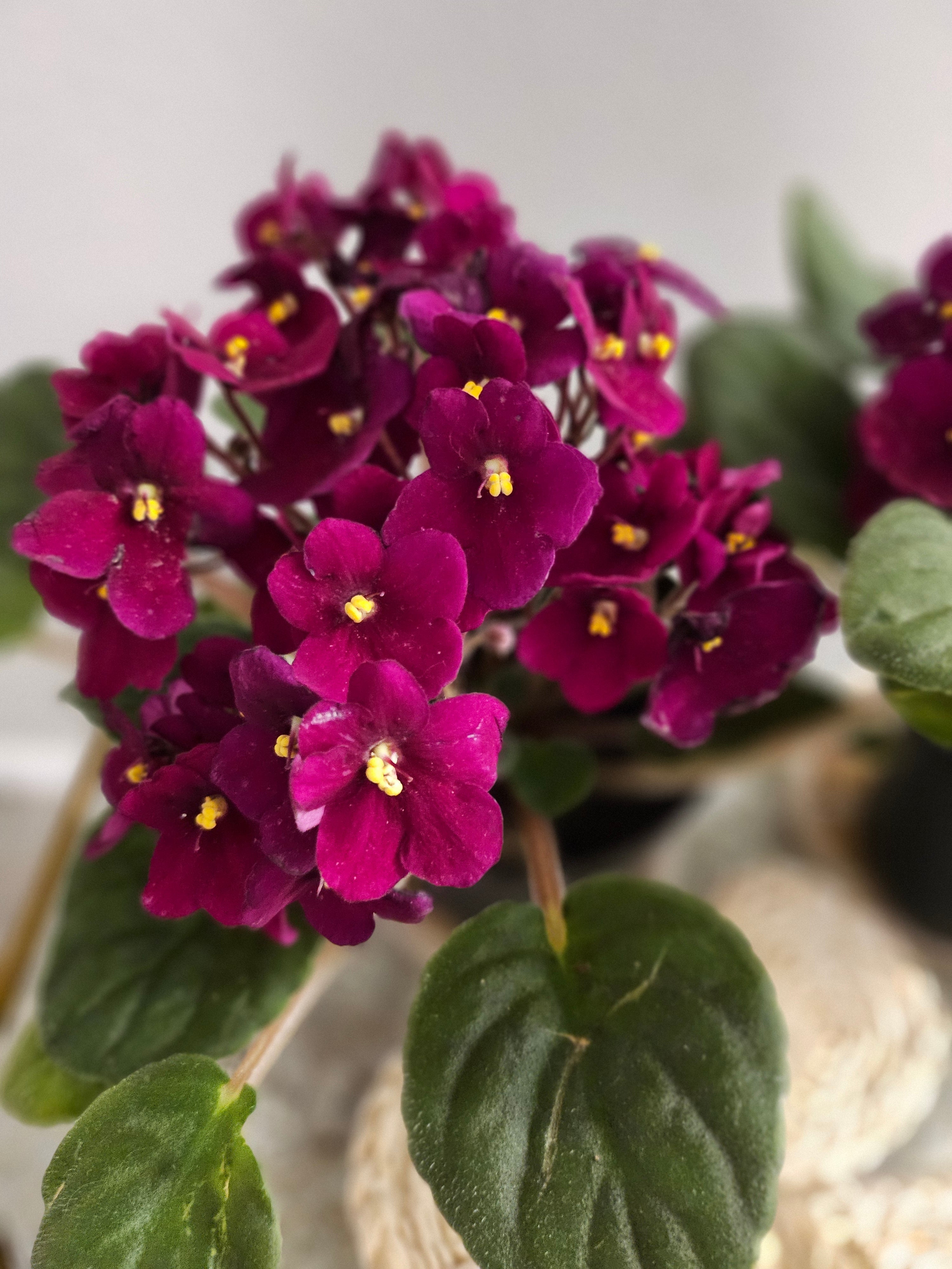 The Secret to African Violet Blooms: Care Tips and Fun Facts