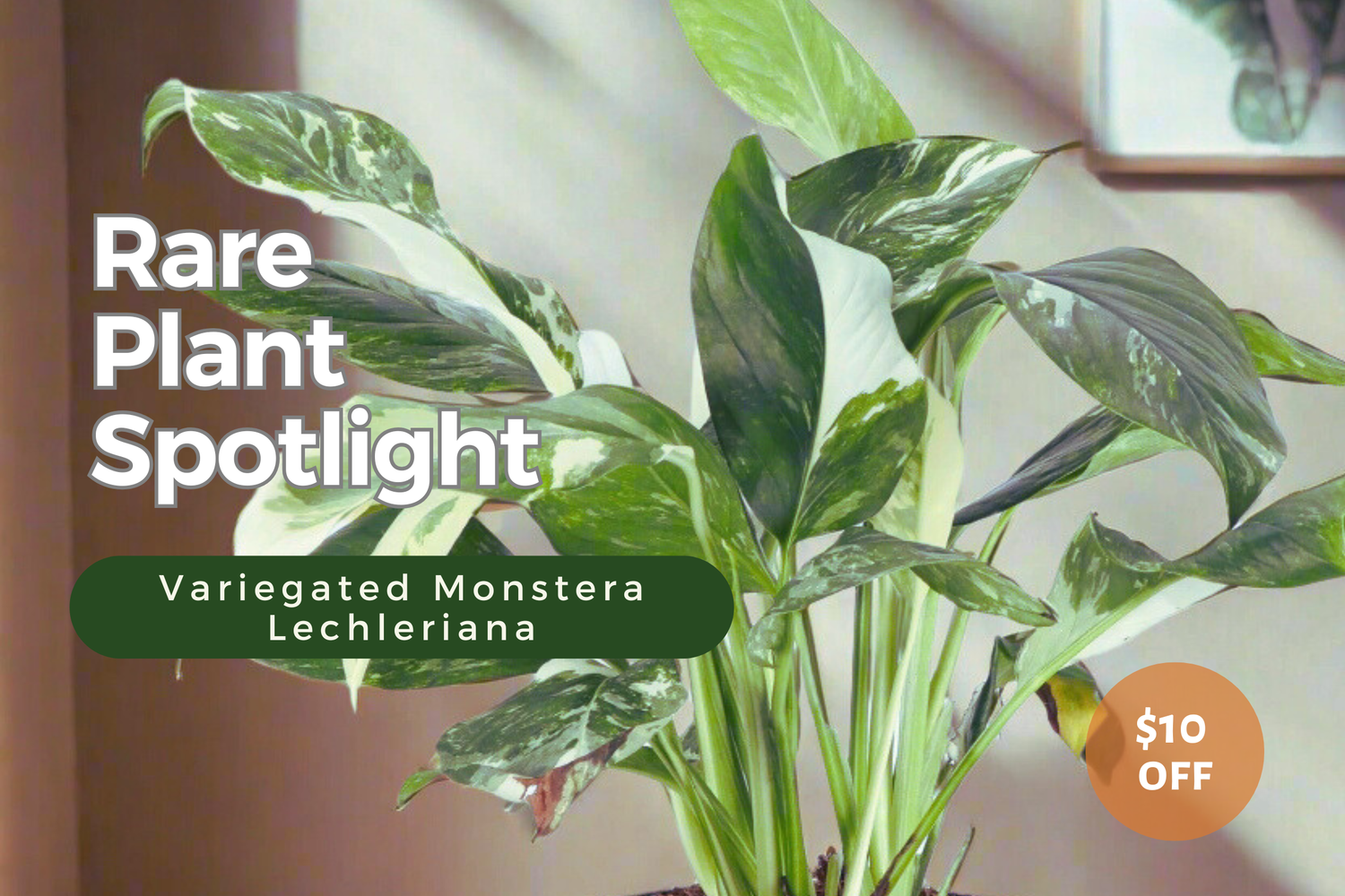 Plant of the Week: Variegated Monstera Lechleriana