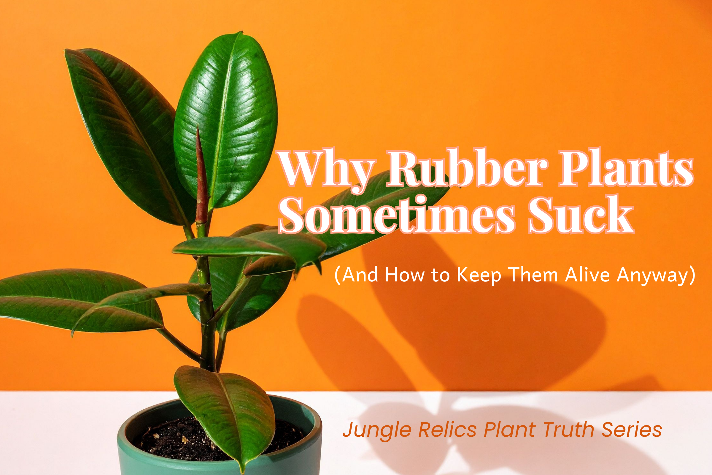 Why Rubber Plants Sometimes Suck (And How to Keep Them Alive Anyway)