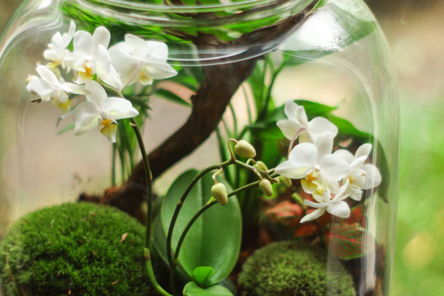 Terrariums