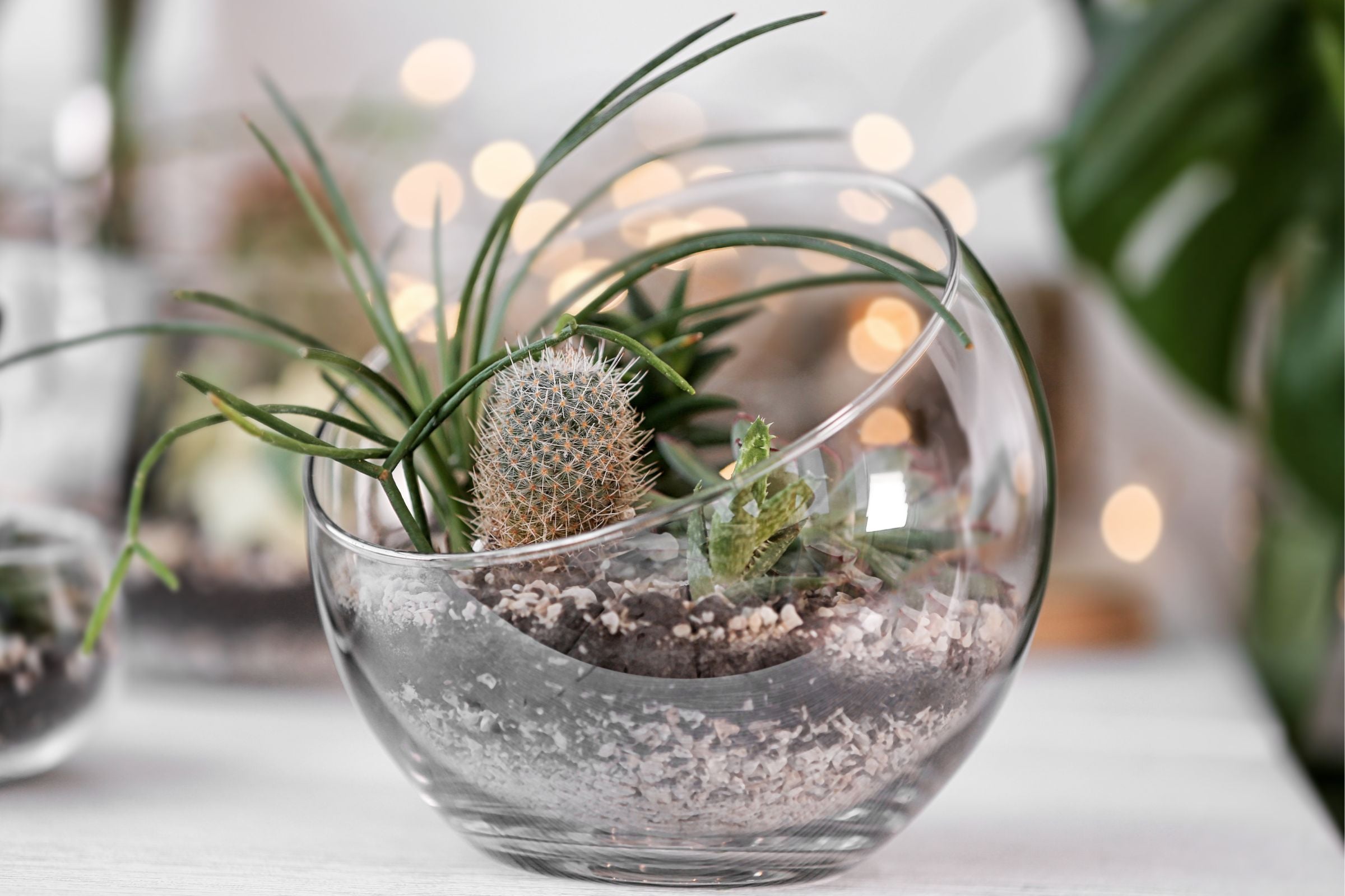 Air Plants