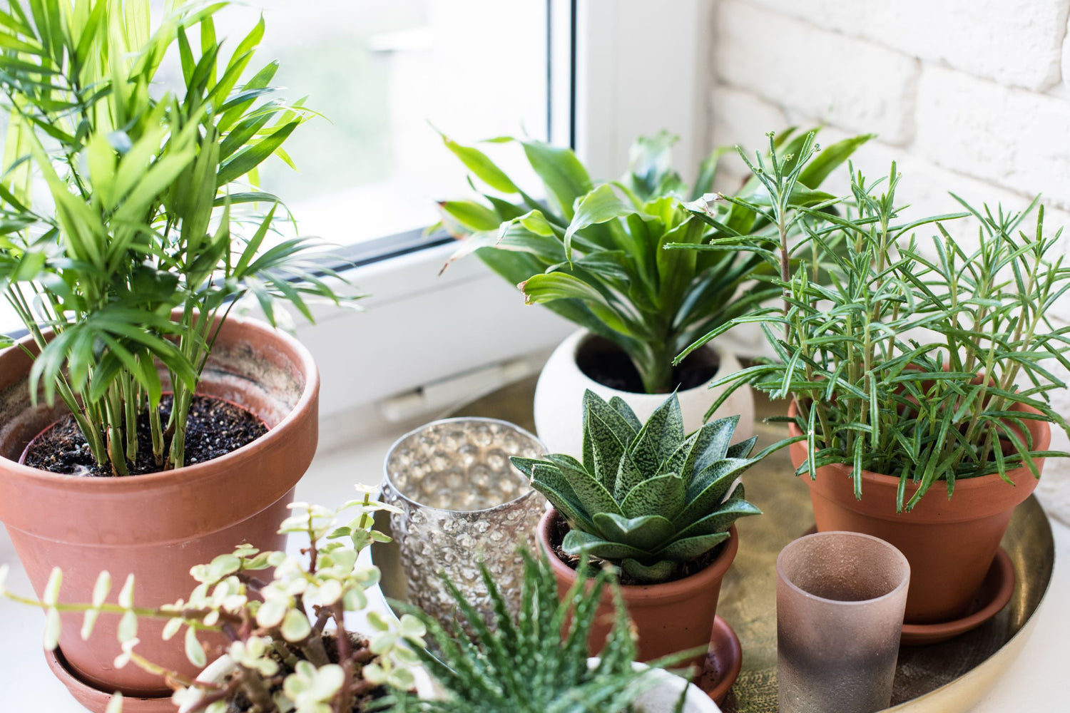 Plants