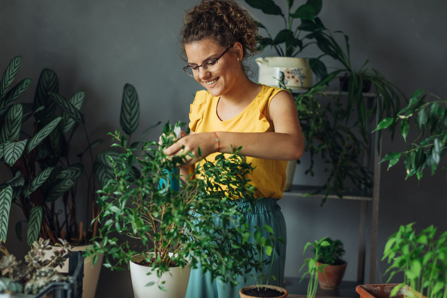 Plant Care &amp; Accessories