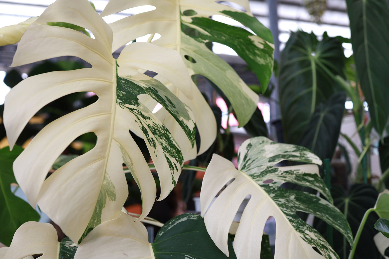 Rare + Exotic Plants