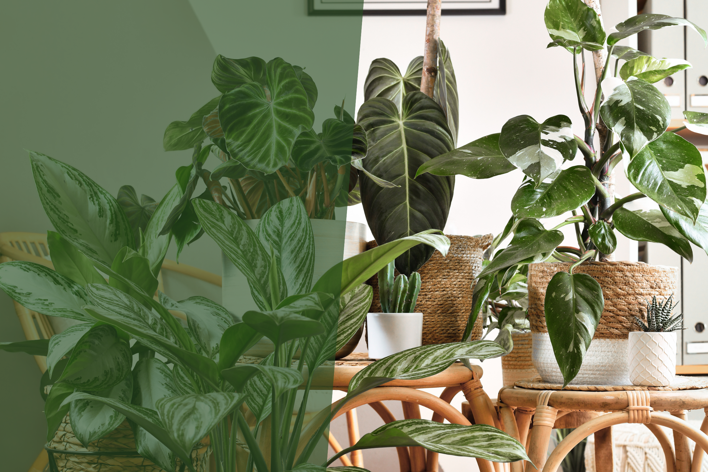 New and In-Stock Plants