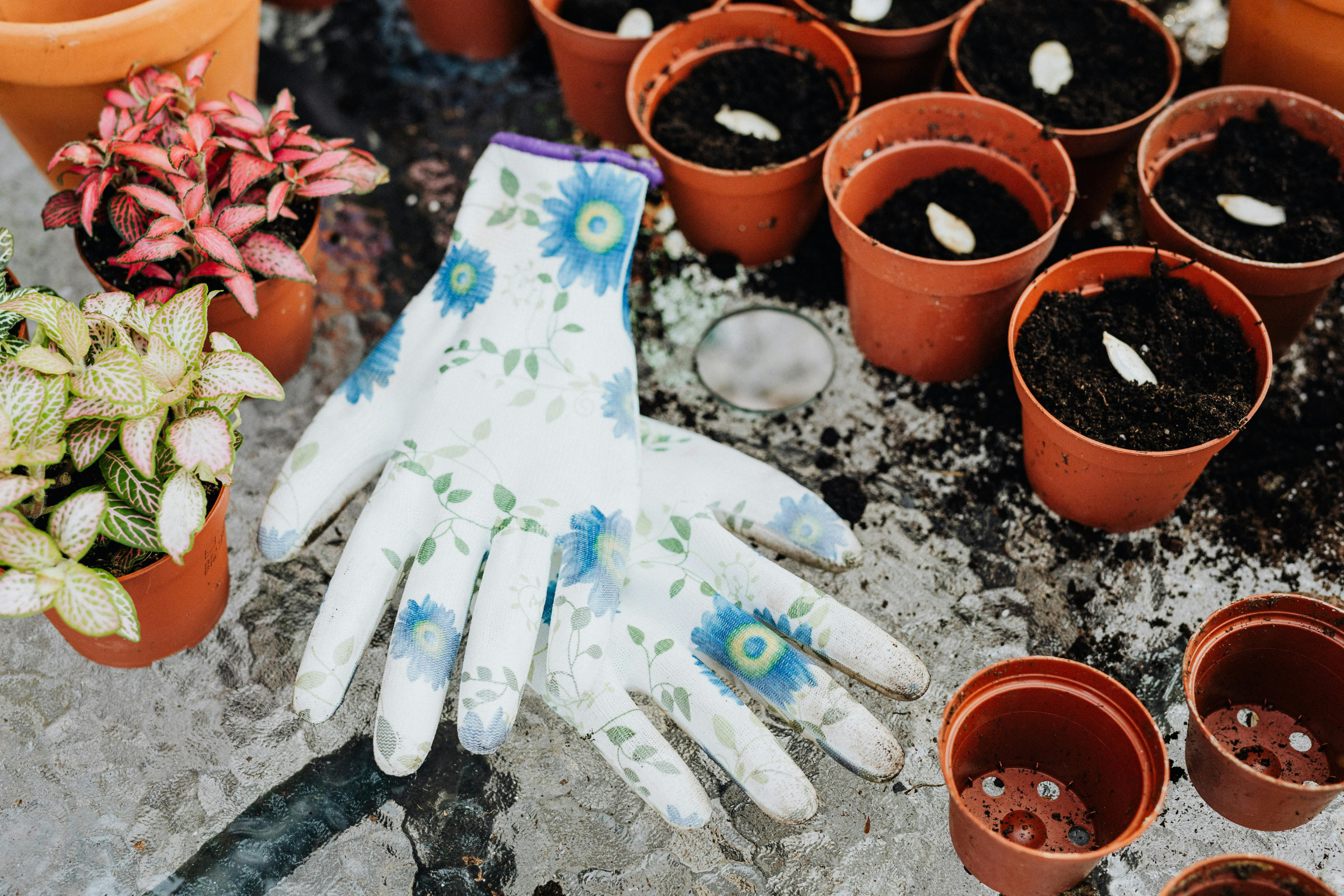 Seeds: Flower, Herbs and Plants