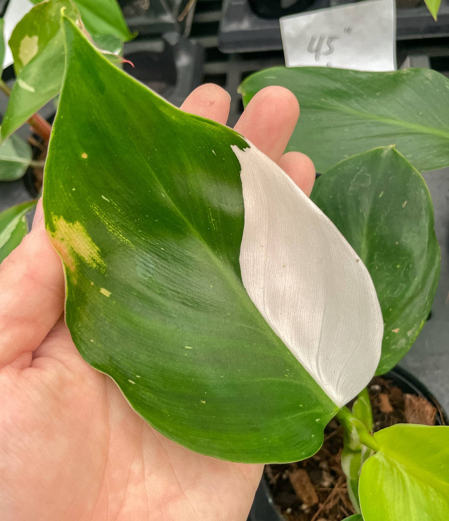 Philodendron White Wizard 4&quot; Rare Plant (Philodendron erubescens)
