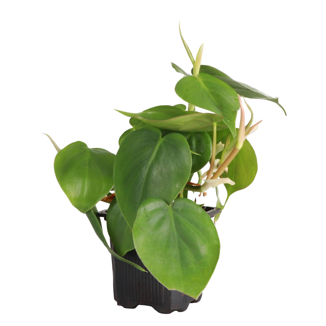 Heartleaf Philodendron 3&quot; Plant (Philodendron hederaceum)