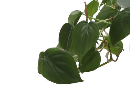 Heartleaf Philodendron 3&quot; Plant (Philodendron hederaceum)