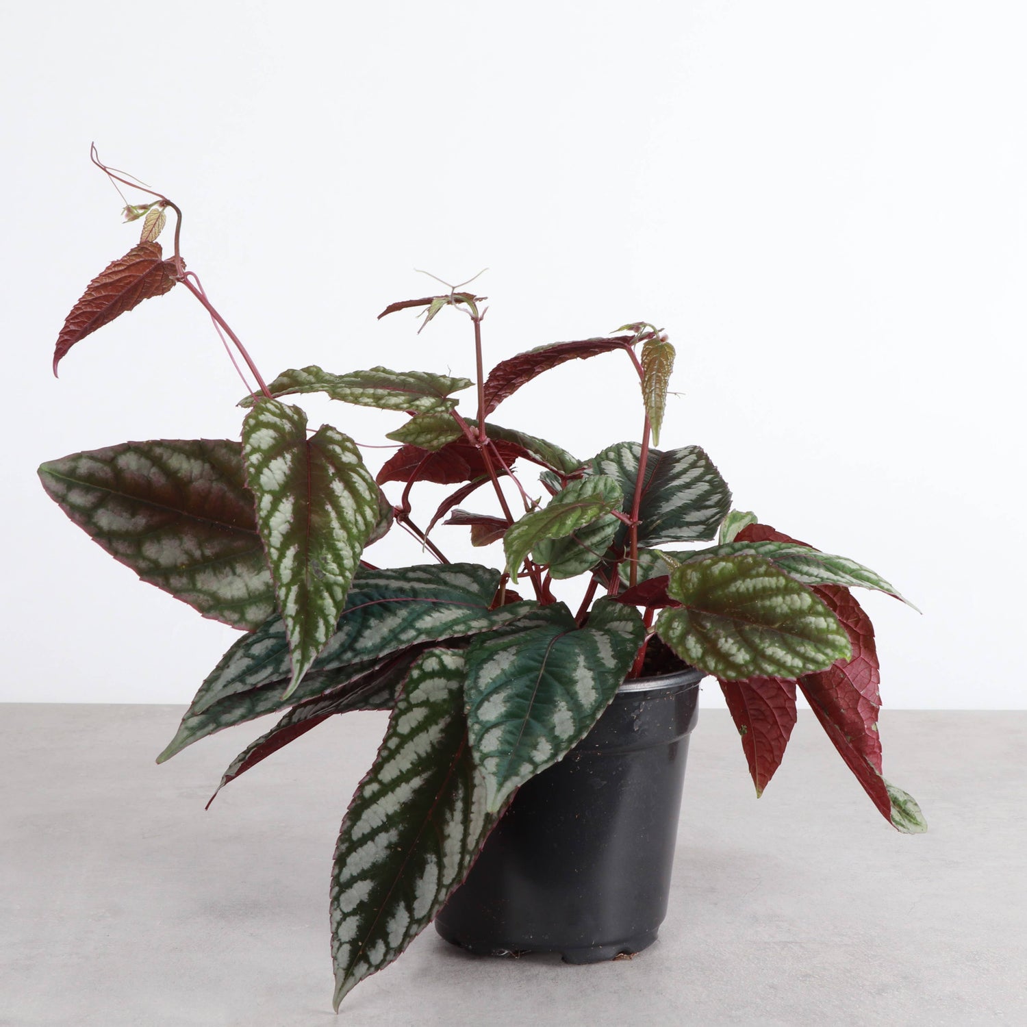 Rex Begonia Vine (Cissus Discolor) Rare Plant