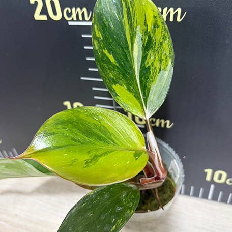OrchidBox - Philodendron white knight var. yellow variegated 2.5"