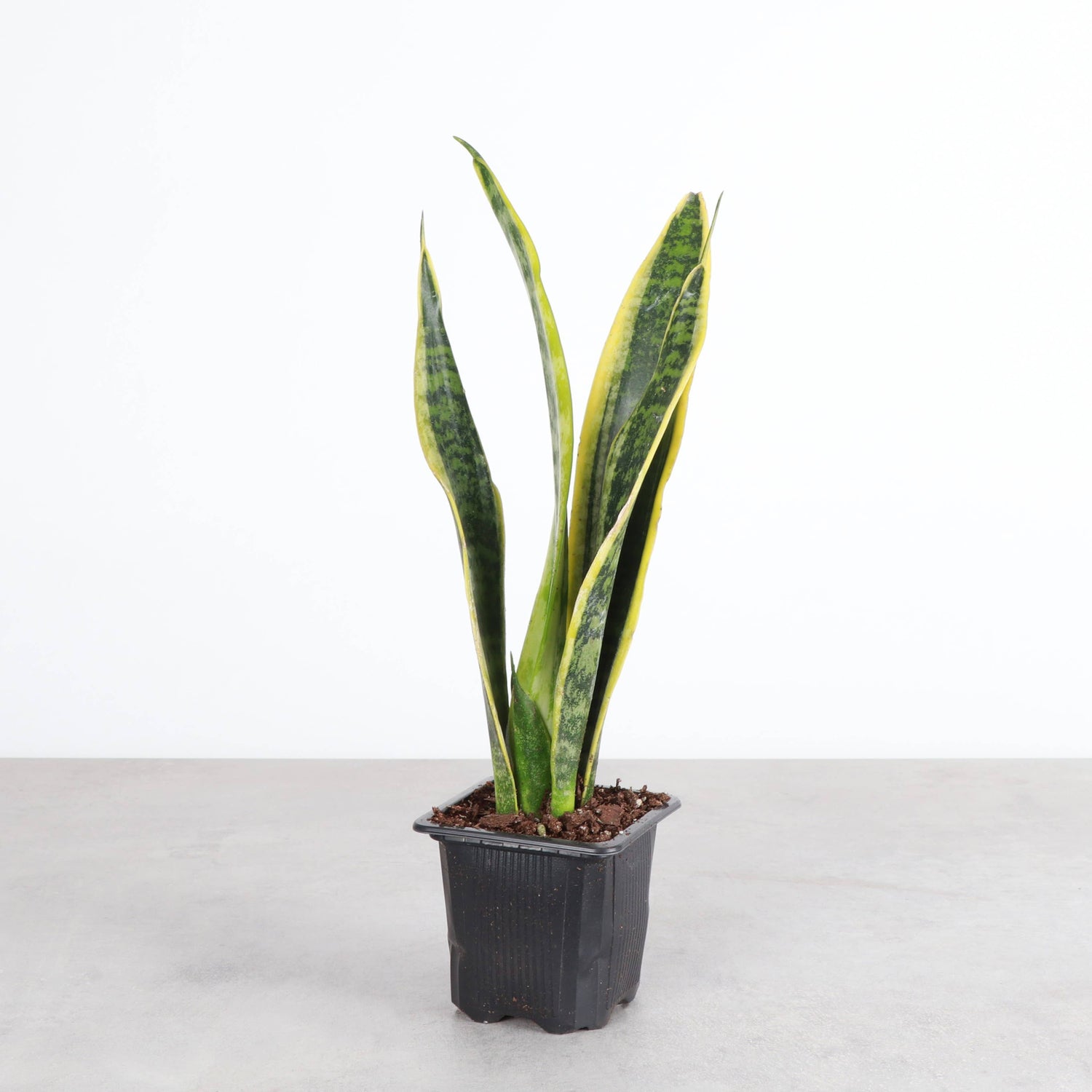 Variegated Laurentii Snake Plant (Dracaena trifasciata)