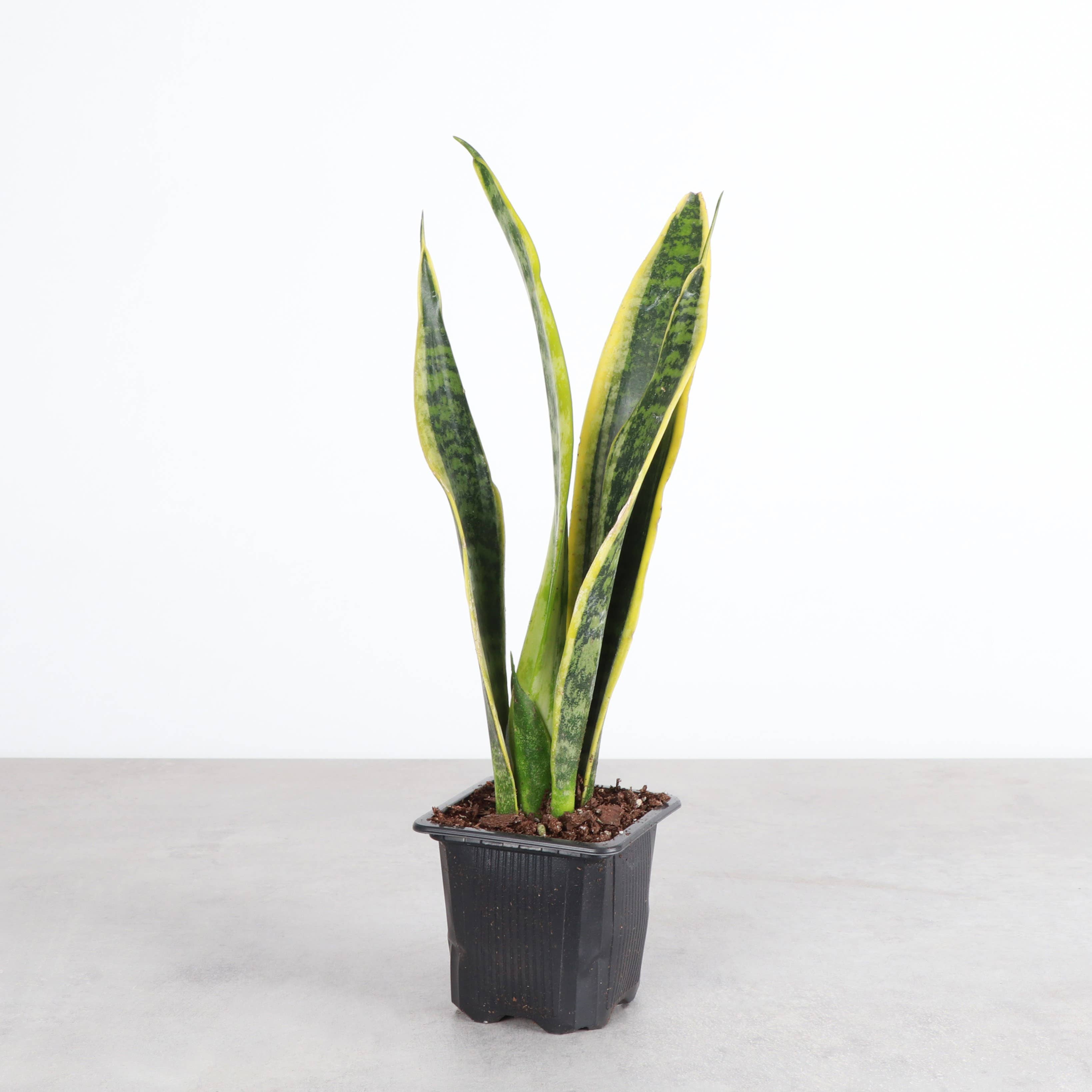 Variegated Laurentii Snake Plant (Dracaena trifasciata)