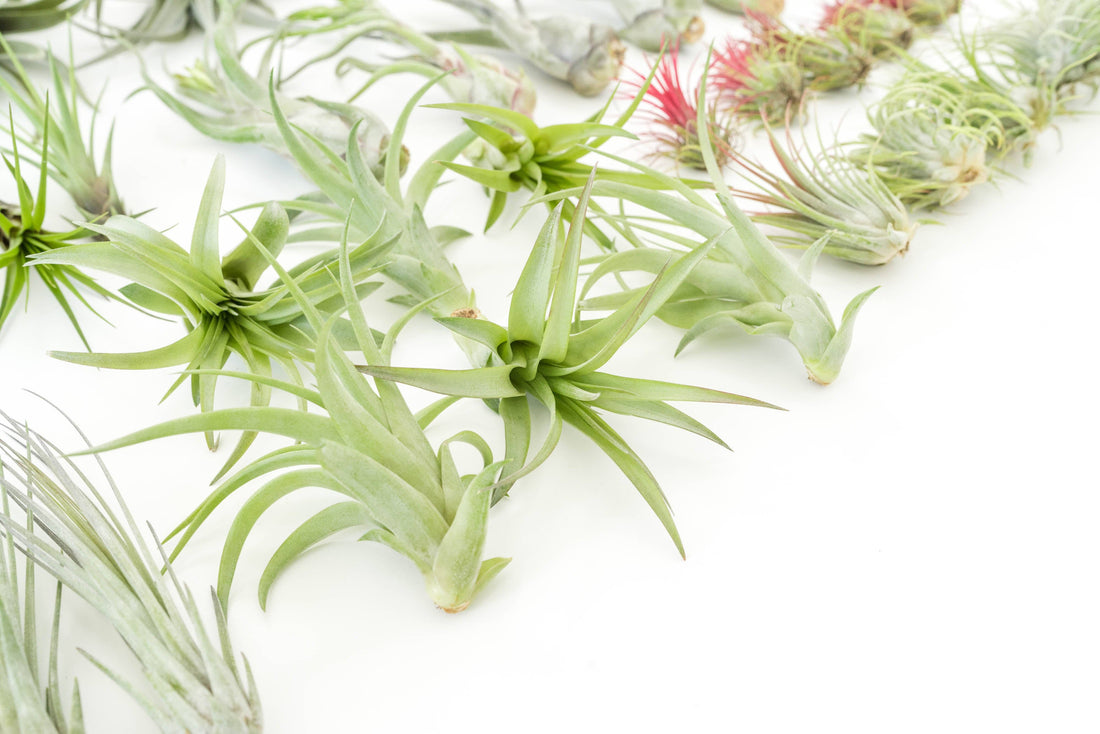 Capitata Peach, Tillandsia Air Plants