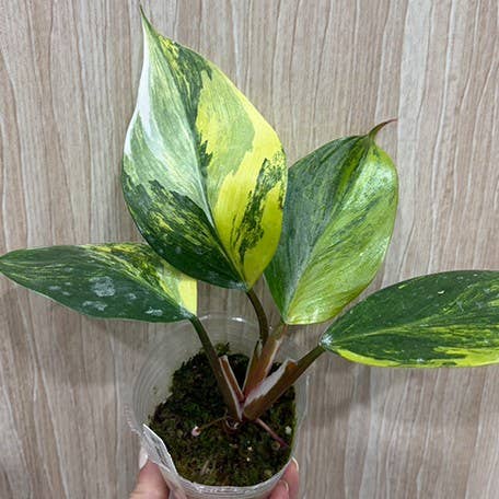 OrchidBox - Philodendron white knight var. yellow variegated 2.5"