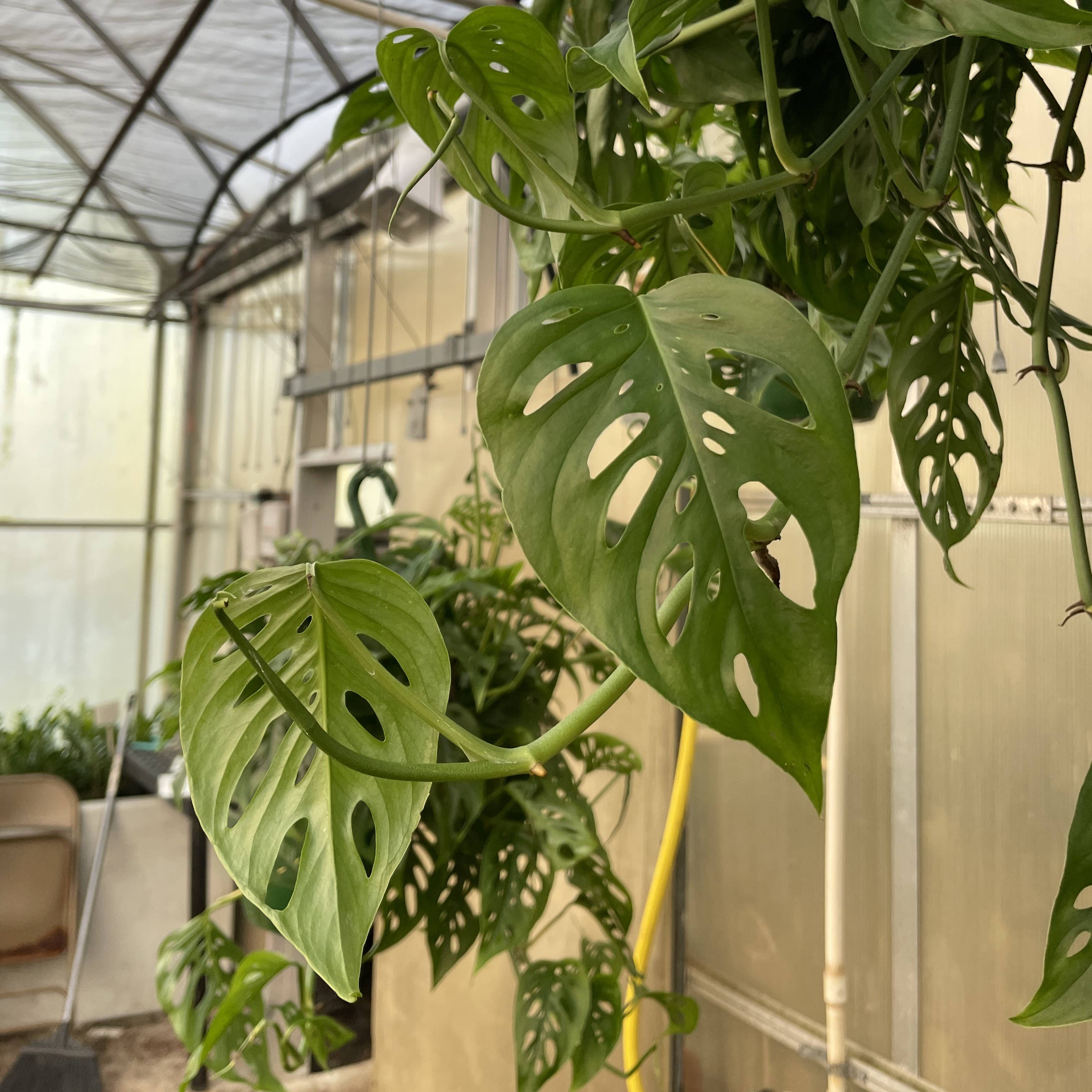 Monstera Adansonii. Swiss Cheese Hanging Basket 8" Live Plant