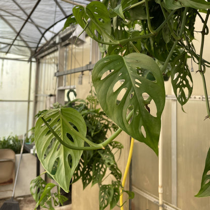 Monstera Adansonii. Swiss Cheese Hanging Basket 8" Live Plant