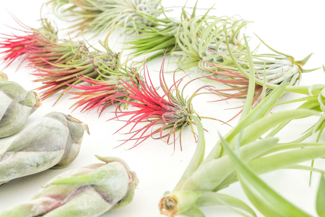 Capitata Peach, Tillandsia Air Plants