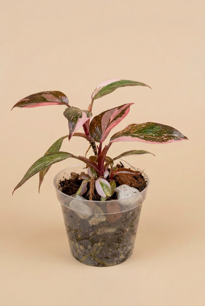 Philodendron ‘Pink Princess Marble Galaxy’ features candy-pink speckles and rich green foliage. A stunning climbing plant for your indoor jungle.