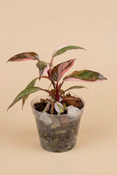 Philodendron ‘Pink Princess Marble Galaxy’ features candy-pink speckles and rich green foliage. A stunning climbing plant for your indoor jungle.