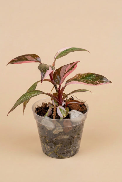 Philodendron ‘Pink Princess Marble Galaxy’ features candy-pink speckles and rich green foliage. A stunning climbing plant for your indoor jungle.