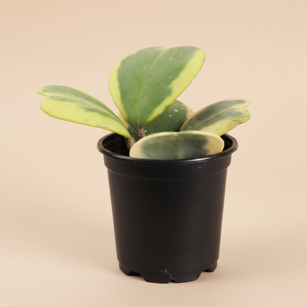 Variegated Hoya Kerrii is a rare collector Hoya with thick heart-shaped green and yellow leaves. A pet-safe, easy-care vining Sweetheart Plant.