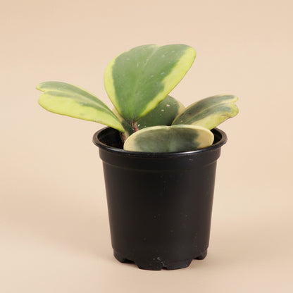 Variegated Hoya Kerrii is a rare collector Hoya with thick heart-shaped green and yellow leaves. A pet-safe, easy-care vining Sweetheart Plant.