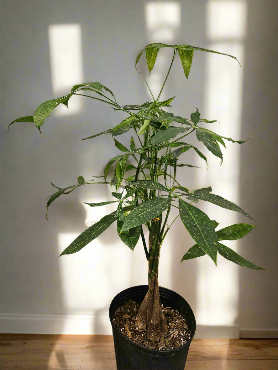 The Money Tree (Pachira aquatica) is a stunning non-toxic houseplant with a braided trunk and lush green leaves, symbolizing luck and prosperity. Perfect for beginners, it thrives in bright, indirect light with minimal care. A stylish, pet-friendly addition that brings positivity and elegance to any home or office.