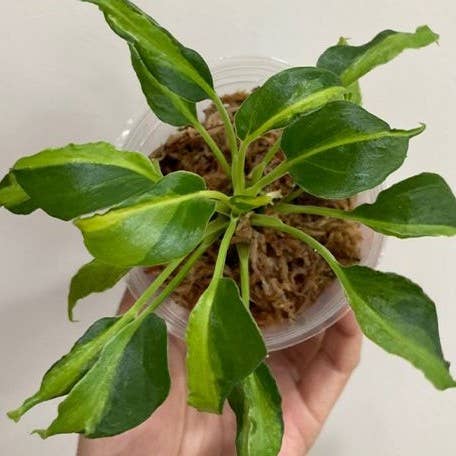 OrchidBox - Philodendron Xanadu Dwarf Variegated 2.5"