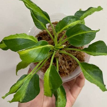 OrchidBox - Philodendron Xanadu Dwarf Variegated 2.5"