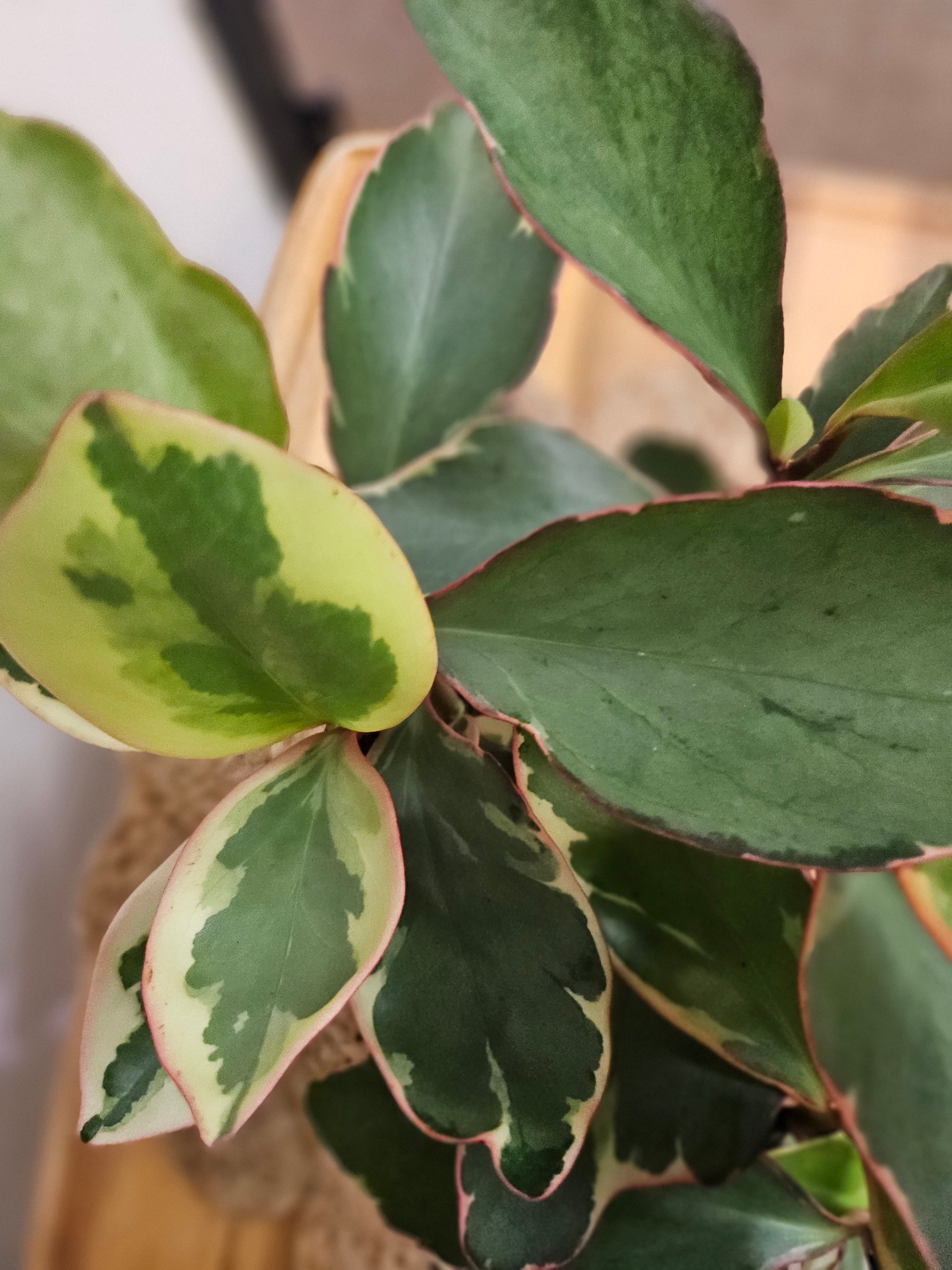Rainbow Peperomia &