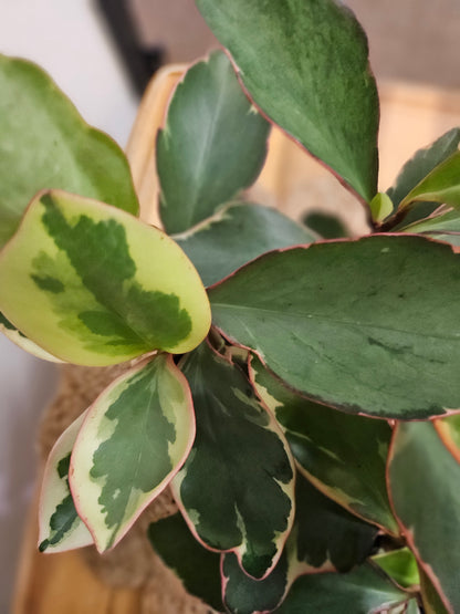 Rainbow Peperomia &