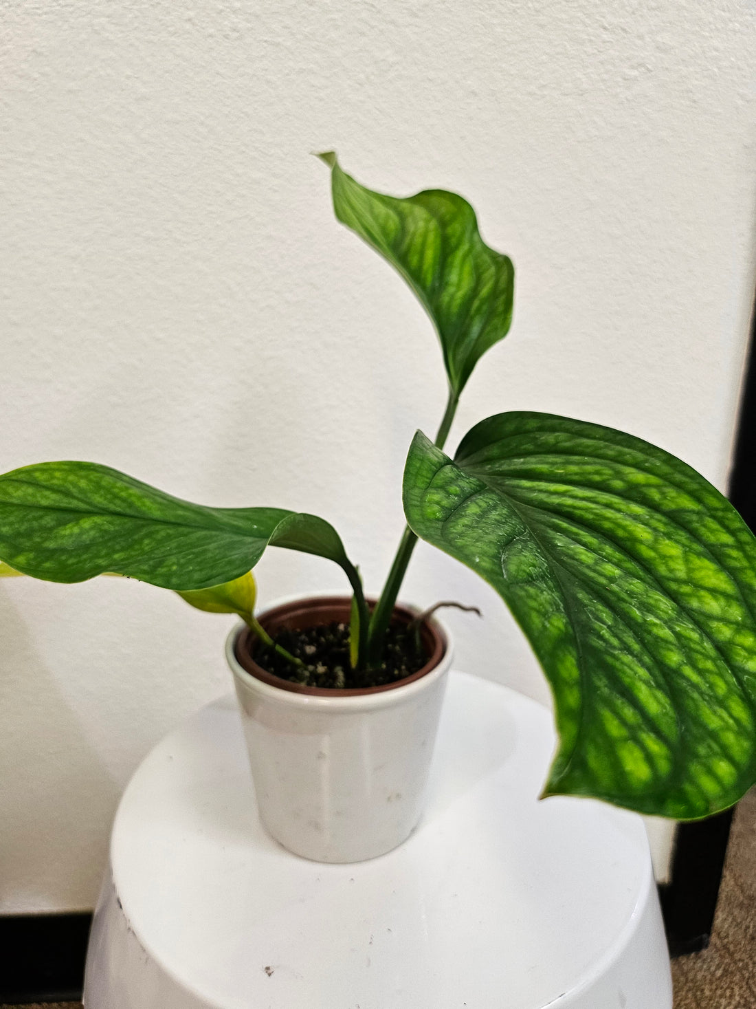 Monstera pinnatipartita 4" Rare Plant