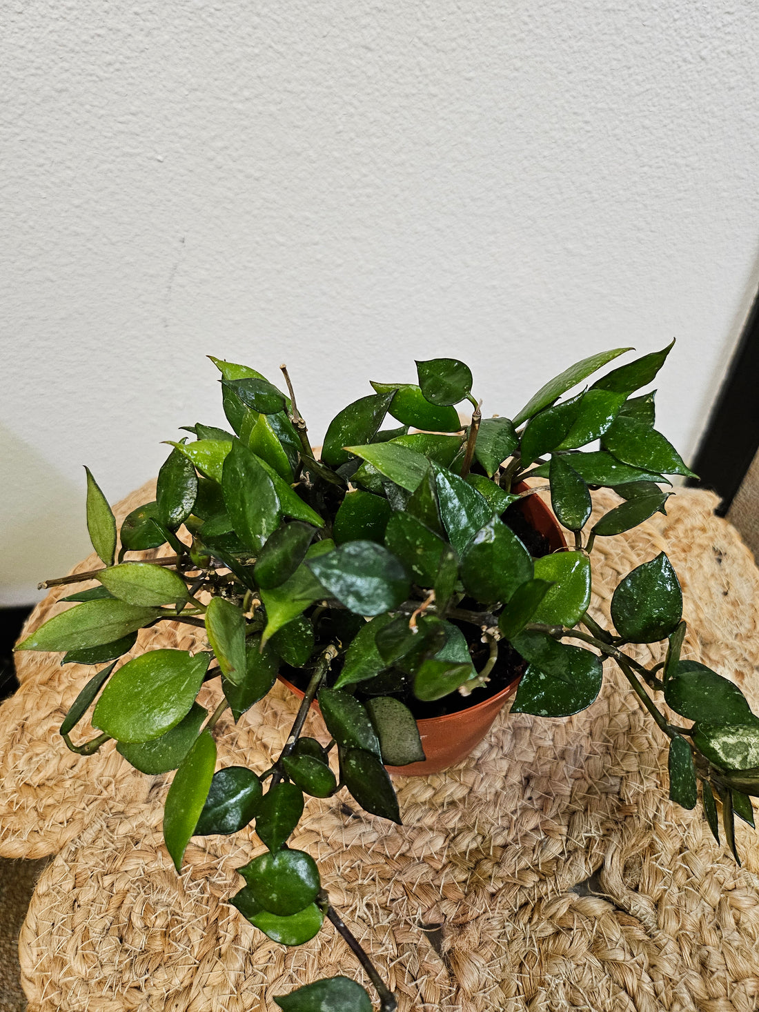 Hoya Krohniana 4&quot; Black Rare Plant