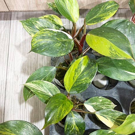OrchidBox - Philodendron white knight var. yellow variegated 2.5"