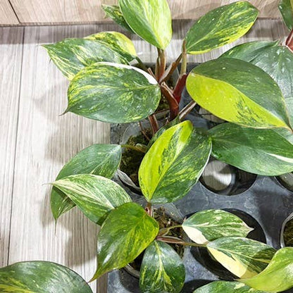 OrchidBox - Philodendron white knight var. yellow variegated 2.5"