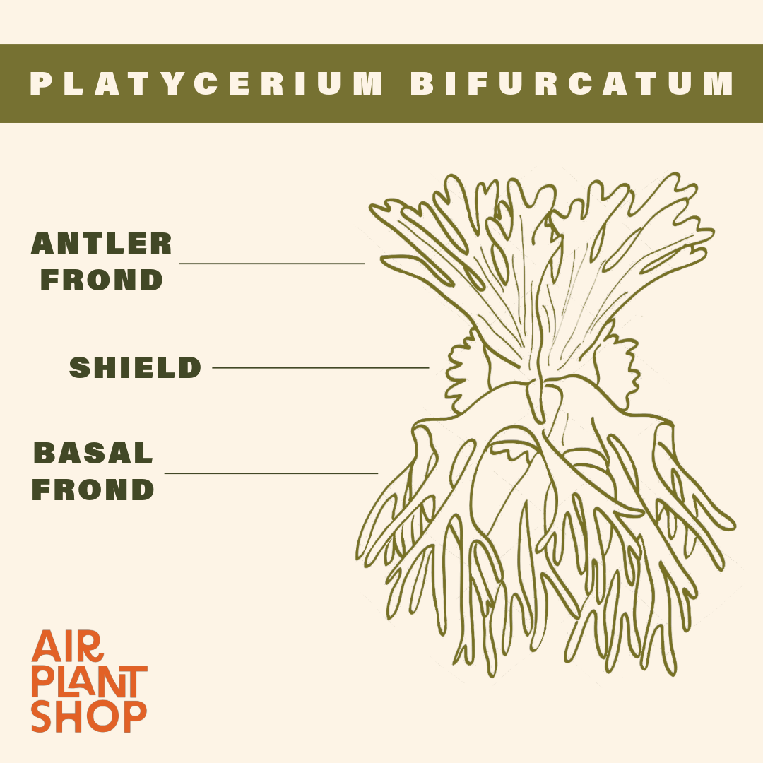 Staghorn Fern Mounted on a Cedar Plank