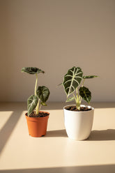Striking Alocasia Black Velvet with velvety dark leaves and silver veins. A rare, compact jewel perfect for collectors seeking bold elegance.
