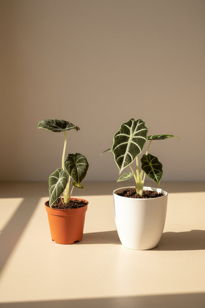 Striking Alocasia Black Velvet with velvety dark leaves and silver veins. A rare, compact jewel perfect for collectors seeking bold elegance.